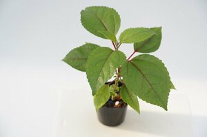 ★TO★ハワイのお茶の木　ママキ　Pipturus albidus　ピプトゥルス・アルビドゥス　有用植物　観葉植物　3.5号ポット苗　現品　80サイズ