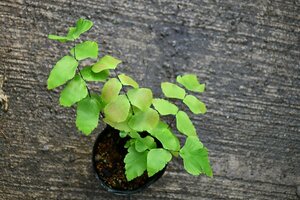 211168☆AO☆珍種　大葉系アジアンタム　アジアンタム・マクロフィルム　 Adiantum macrophyllum 60サイズ