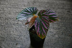 231172☆AO☆鮮やかな赤胴色の金属光沢が美しいベゴニア・ブレヴィリモサ　Begonia brevirimosa 80サイズ