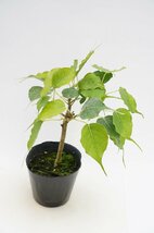 ★TO★特別なインドボダイジュ　スリーマハー菩提樹　Ficus religiosa　観葉植物　仏教三霊樹　4号ポット植え　ヨガにもGood　80サイズ_画像6