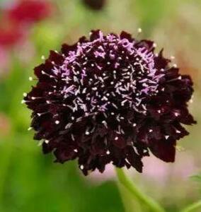 【花の種】スカビオサ　エースオブスペード　３０粒　西洋松虫草　チョコレート色　黒花マツムシソウ　茶褐色　まつむしそう