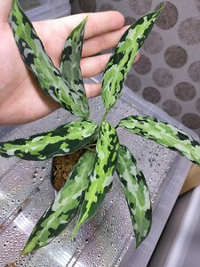 Aglaonema pictum① アグラオネマ ピクタム マルチカラー