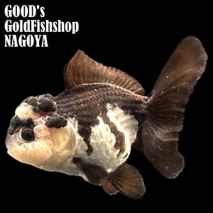 1円スタート【池空けのため】金魚専門店【GOOD's Gold Fish shop 名古屋】タイ産◆超高体高◆モヒカンオランダ◆パンダ◆