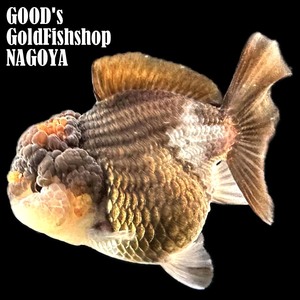 1円スタート【池空けのため】金魚専門店【GOOD's Gold Fish shop 名古屋】タイ産◆超高体高◆モヒカンオランダ◆トリカラー◆2