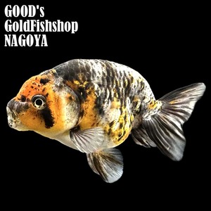 1円スタート【池空けのため】金魚専門店【GOOD's Gold Fish shop 名古屋】深見養魚場産◆フンタン◆墨江戸錦◆レアもの！