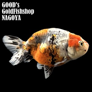 1円スタート【池空けのため】金魚専門店【GOOD's Gold Fish shop 名古屋】深見養魚場産◆フンタン◆江戸錦◆