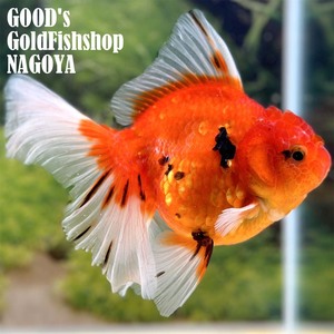 1円スタート【池空けのため】金魚専門店【GOOD's Gold Fish shop 名古屋】タイ産◆高体高◆モヒカンオランダ◆タイガー