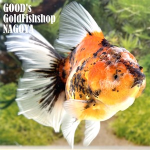 1円スタート【池空けのため】金魚専門店【GOOD's Gold Fish shop 名古屋】タイ産◆超高体高◆モヒカンオランダ◆オレンジタイガー