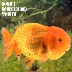 ◆１円スタート◆池空けのため◆金魚専門店【GOOD's Gold Fish shop 名古屋】タイ産◆フンタンビッグヘッド◆ちんちゅう 素赤◆らんちゅう