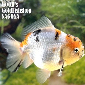 1円スタート【池空けのため】金魚専門店【GOOD's Gold Fish shop 名古屋】タイ産◆高体高◆モヒカンオランダ◆キャリコ