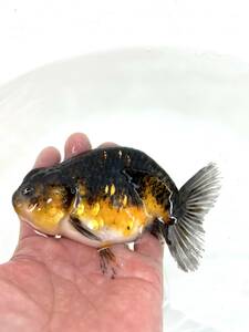 ◆１円スタート◆池空けのため◆金魚専門店【GOOD's Gold Fish shop 名古屋】タイ産◆ライオン系統◆ブラウンバック◆キャリコらんちゅう◆