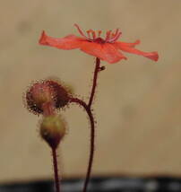 (食虫植物)ピグミー・ドロセラ プルケラ　ミッドオレンジ花(Drosera pulchella)のムカゴ8粒（即決なら10粒）_画像1