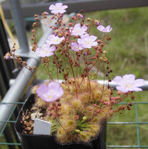 (食虫植物)ピグミー・ドロセラ プルケラ×オミッサ(Drosera pulchella×omissa)のムカゴ8粒（即決なら10粒）