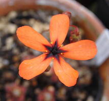 (食虫植物)ピグミー・ドロセラ カリストス　ブルックトンフォーム(Drosera callistos Brookton Form)のムカゴ8粒（即決なら10粒）_画像2