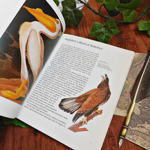 +..。*゜+ アメリカの鳥たちの図鑑　英国のヴィンテージ本　鳥類　英国　ヴィンテージ本　洋書　古書　アンティーク　ディスプレイ_画像4