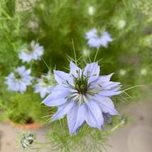 採取した株の開花時参考画像です。