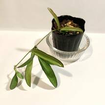 観葉植物　ホヤ ロンギフォリア　チャイナビーンズ　花付きがよく、とても丈夫で育てやすいです　サクララン　ハンギング向け_画像4