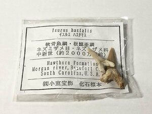 イスルス ハスタリス サメの歯 化石 軟骨魚網 ネズミザメ目 ネズミザメ科 中世期 約2000万年前 中古 送料185円 鮫 t1