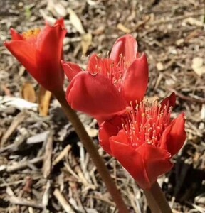 [943] 珍奇植物 ハエマンサス 　クリスプス Haemanthus crispus