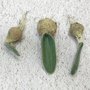  【797】珍奇植物 Strumaria Fuzz D属 貴重希少 3株同梱