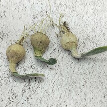 【805】 珍奇植物 Strumaria Fuzz D属 貴重希少 3株同梱_画像1