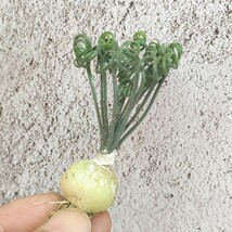 【966】多肉植物 珍奇植物 Albuca bruce-bayeri (実生) 10株 同梱_画像3