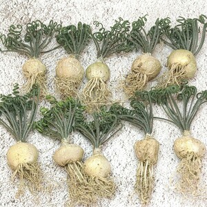【975】特選 多肉植物 Albuca bruce-bayeri (実生) 10株 同梱