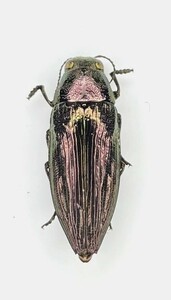 【日本の甲虫標本】奄美大島産　クロタマムシ1頭　　【約18.5ミリ】