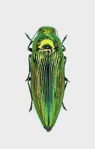【日本の甲虫標本】東京都産　★アオタマムシ大型♀【約25ミリ】