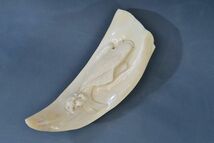 抹香鯨 鯨歯彫刻 昇鯉 掛花生 約367g（1024検：マッコウクジラ牙根付_画像1