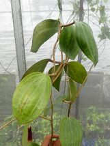 ホヤ・ラティフォリア(マクロフィラ)　大型になる葉の独特な原種_画像6