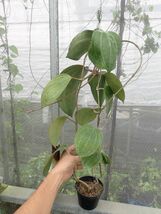 ホヤ・ラティフォリア(マクロフィラ)　大型になる葉の独特な原種_画像5