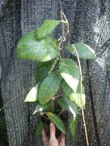 ホヤ・ラナウエンシス系の美模様タイプ、大型葉になる原種