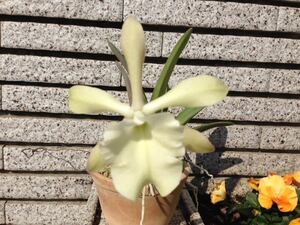 洋蘭原種　カトレア　Rl glauca alba Masami OG JP