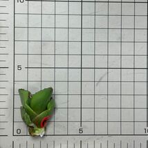 アガベ チタノタ ' シーズナル マルジナータ ' agave titanota ' seasonal marginata ' 14_画像7