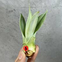 アガベ ポタトラム ' チェリースウィズル ' Agave potatorum ' Cherry Swizzle ' ③_画像2