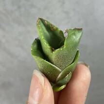 アガベ チタノタ ' シーズナル マルジナータ ' agave titanota ' seasonal marginata ' 14_画像3