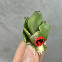 アガベ チタノタ ' シーズナル マルジナータ ' agave titanota ' seasonal marginata ' 14_画像2
