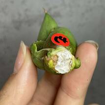 アガベ チタノタ ' シーズナル マルジナータ ' agave titanota ' seasonal marginata ' 14_画像6