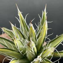 アガベ 姫乱雪 中斑 Agave parviflora f.variegata ④_画像6