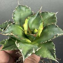 アガベ チタノタ ' シーズナル マルジナータ ' agave titanota ' seasonal marginata ' 14_画像2