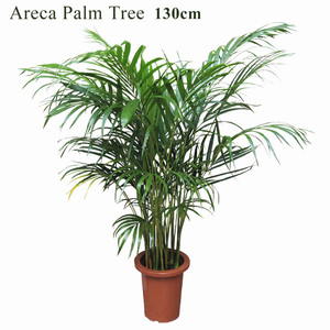  cocos nucifera. tree areka cocos nucifera approximately 130cm 7 number pa-m tree Hawaiian decorative plant present California west coastal area manner interior american miscellaneous goods 