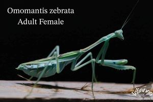 Omomantis zebrata 成虫 雌 CB カマキリ
