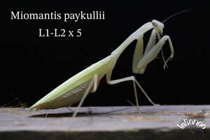 Miomantis paykullii 初齢〜2齢 5匹 CB カマキリ
