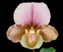 【望月蘭園】Paph. Coconut Western `Superior' オリジナル（花付き）_画像1