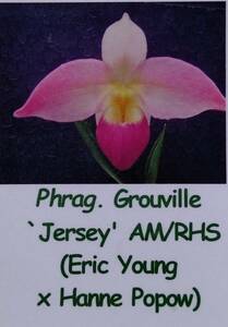 【望月蘭園】Phrag. Grouville `Jersey' AM/RHS オリジナル分け株(つぼみ付き）