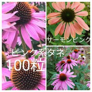 エキナセア　ピンク系　花の種100粒以上