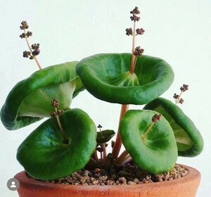 E20 【パンダ園芸】塊根性 クラッスラ ウンベラ ワインカップ Crassula umbella Wine-Cup 多肉植物 サボテン エケベリア チレコドン