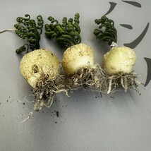 J12 【パンダ園芸】特選 多肉植物 Albuca bruce-bayeri (実生) 3株 激レア！ _画像3