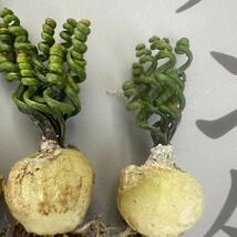 J12 【パンダ園芸】特選 多肉植物 Albuca bruce-bayeri (実生) 3株 激レア！ _画像5